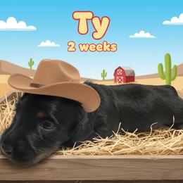 Ty (Red) - Black and tan male Dachshund puppy in Humble, Texas from Foley Dachshunds