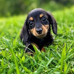 Orion - Black and tan male Dachshund puppy in Venice, Florida from Crowline Kennels