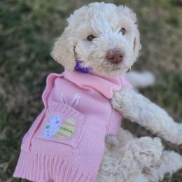 Vicountess Kensley Caramela Pupperton - Parti female Poodle puppy in Midlothian, Texas from Pristine Puppies & Signature Studs