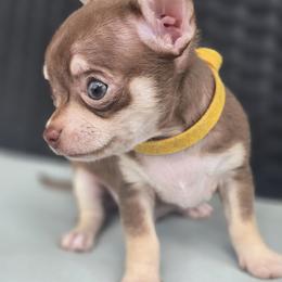 Woody - Chocolate and tan male Chihuahua puppy in Plainfield, Indiana from Abby's Pampered Pooches
