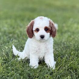 Poppy - Blenheim female Cavapoo puppy in Ivins, Utah from Taylia's Cavapoos