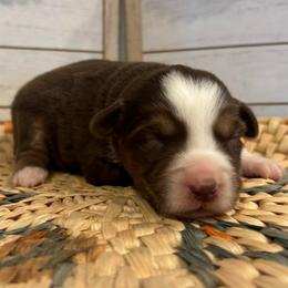 Silva - Red tri female Miniature Australian Shepherd puppy in North Lakeport, California from Wild Rose Ranch