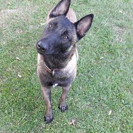 Belgian Malinois and Boston Terrier All Grown Up from SB & Raksha