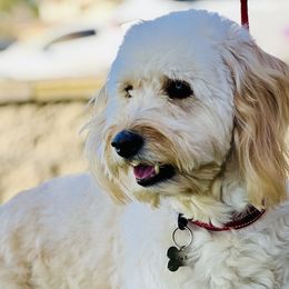 Goldendoodles from Old Lake Doodles