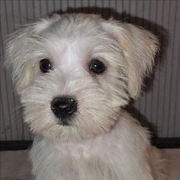 Stymie - White male Miniature Schnauzer puppy in Bloomington, California from Michael's Minis