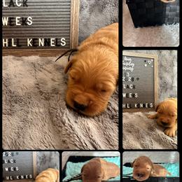 Dutton (Black Collar) 18003 - Dark golden male Golden Retriever puppy in Middleburg, Pennsylvania from South Hill Golden Retrievers