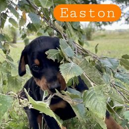 Easton - Black and rust male Doberman Pinscher puppy in Blanchester, Ohio from Battle Creek Dobermans