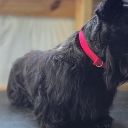 Molly - Scottish Terrier