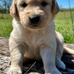 Merrigold - Light golden female Golden Retriever puppy in Doniphan, Missouri from Stockford’s Golden Retrievers