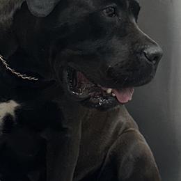 Fly - Cane Corso