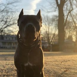 Cane Corso from Sperling’s Cane Corso & Mastiff Co.