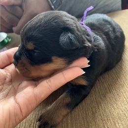 Rottweiler Puppies from Vom Haus Faulkner Rottweiler