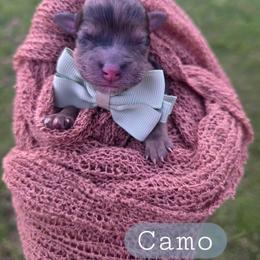 Camo - male Cavapoochon puppy in Bullard, Texas from Cavapoochon Central LLC