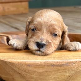 Rex - Red male Cockapoo puppy in Ellaville, Georgia from Lakeside Cockapoos