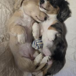 Dachshund Puppies from Mel's LowRider Ranch
