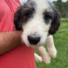 Princess - Merle-sable female Saint Berdoodle puppy in Batavia, Ohio from Donciedoodlesohio.com