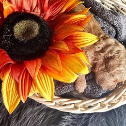 Goldendoodle Puppies from Smith Family Doodles