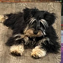 Anastasia - Black female Miniature Schnauzer puppy in Port Orchard, Washington from Silver Bells Miniature Schnauzers
