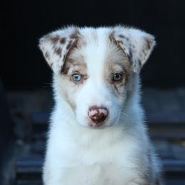 Tank - Red merle male Border Collie puppy in Courtland, Alabama from C Bar C Ranch Border Collies