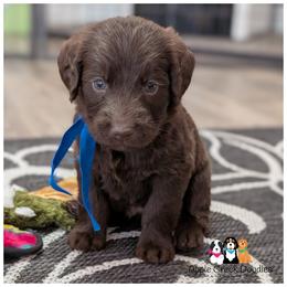 Pick 5 male available - F1 Labradoodles - Ready 6-27-26. - Chocolate male Labradoodle puppy in Jeddo, Michigan from Apple Creek Doodles