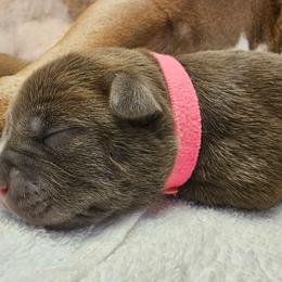 Pink Collar - Blue brindle female American Bully puppy in Easton, Maryland from Night Court Bullies