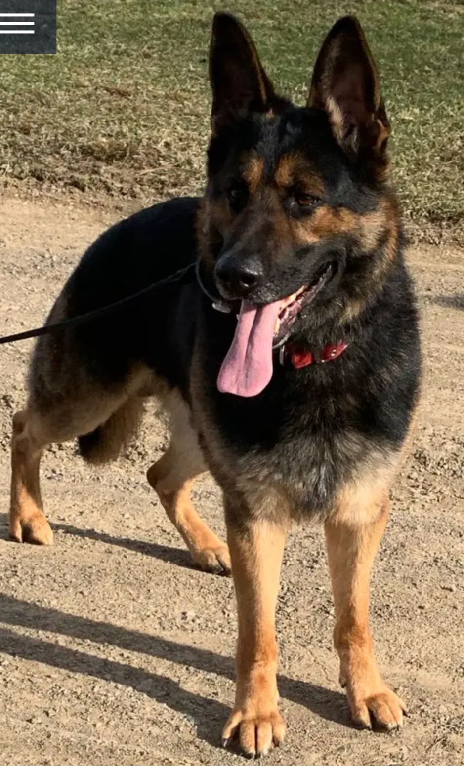 Thor - German Shepherd