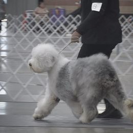 Old English Sheepdog Puppies from Prata's OES