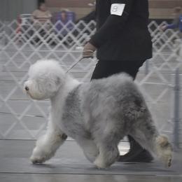 Old English Sheepdog Puppies from Prata's OES