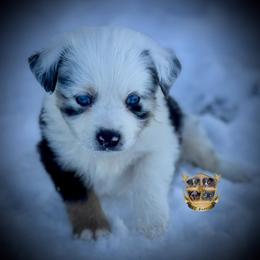 Oz - male Toy Australian Shepherd puppy in El Dorado Springs, Missouri from HP Aussie Kennels