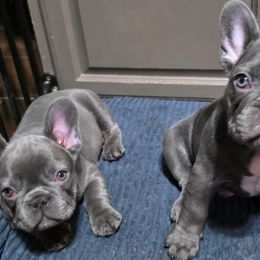 French Bulldog and Shih Tzu Puppies from Lynne's Frenchie Tzu