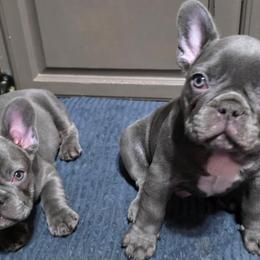 French Bulldog and Shih Tzu Puppies from Lynne's Frenchie Tzu