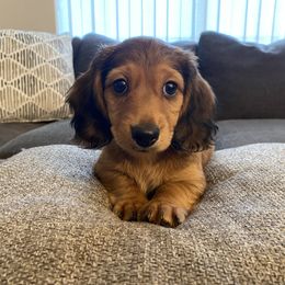 Dachshund Puppies from Ruby Desert Doxies