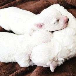 Bichon Frise puppies from Anna's Bichon Frise
