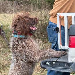 Hannah - Wirehaired Pointing Griffon
