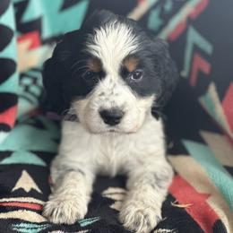 Candy - Black white and tan female English Springer Spaniel puppy in Cleburne, Texas from Powers English Springer Spaniels