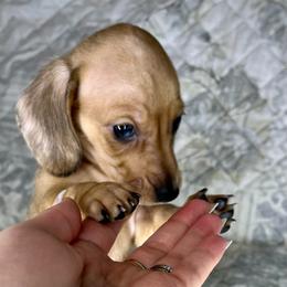 Gucci - Dapple male Dachshund puppy in Tulare, California from Dreamy Creamies