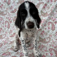 Girl 5 - Black and white female Deutsch-Drahthaar puppy in Galax, Virginia from Dells  Dachshund’s