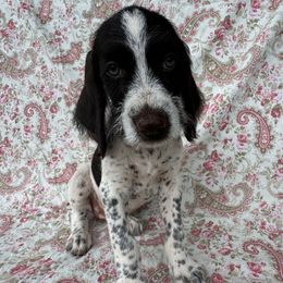 Girl 5 - Black and white female Deutsch-Drahthaar puppy in Galax, Virginia from Dells  Dachshund’s