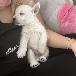 West Highland White Terrier Puppies from De Leon Westies