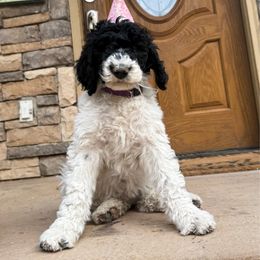Biscuit - Black female Poodle puppy in Spanish Fork, Utah from Beansdoodles