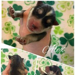 Alex - Gray and white male Siberian Husky puppy in London, Ohio from Rose Trail Siberian’s