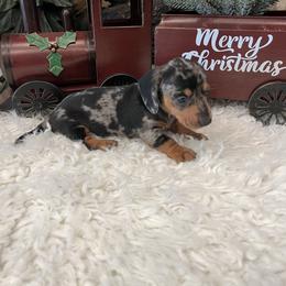 Dottie - Dapple female Dachshund puppy in Council Hill, Oklahoma from Rocky Springs Ranch