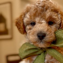 Poodles from Lavish Poodles