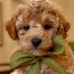 Poodles from Lavish Poodles