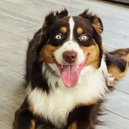 Remy - Australian Shepherd