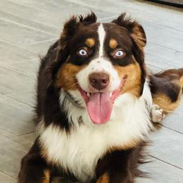 Remy - Australian Shepherd