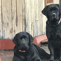 Rose - Labrador Retriever