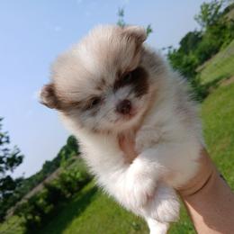 Prim Rose - Chocolate merle female Pomeranian puppy in Ada, Oklahoma from Once Upon A Fluff