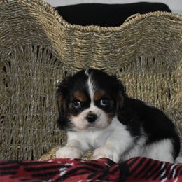 Corey - Tri-color male Cavalier King Charles Spaniel puppy in Lula, Georgia from Cavaliers by Crumley