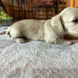 6th Born ee Cream Female - Cream Dachshund puppy in Rochester, Washington from Curtiss Dachshunds